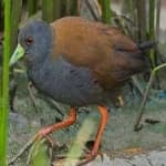 Sample 1 – Black tail crake
