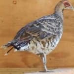 Sample 20 – Elliots pheasant
