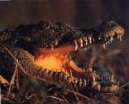 Sample 1 – Crocodile head