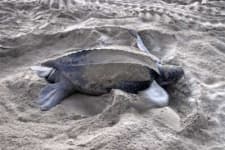 Sample 2 – Leatherback turtle