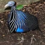 Sample 5 – Vulturine guineafowl