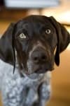 Sample 6 – German short haired pointer