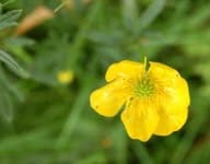 Sample 4 – Buttercup
