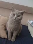Sample 6 – British shorthair