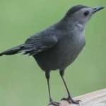 Sample of Gray catbird