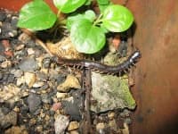 Sample 6 – Centipede