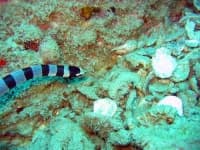 Sample 5 – Sea snake
