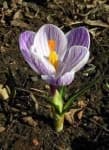 Sample 2 – Spring crocus