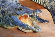 Sample 2 – Crocodile