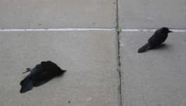 Sample 1 – Raven