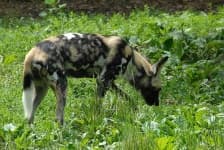Sample 5 – African hunting dog