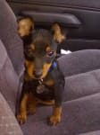 Sample 1 – Miniature pinscher