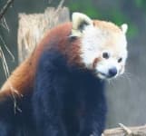 Sample 1 – Lesser panda