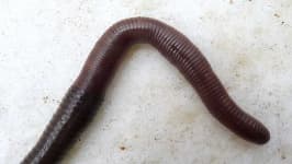 Sample 2 – Worm