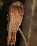 Sample 3 – Potoo