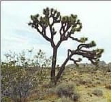 Sample 1 – Joshua tree