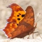 Sample 9 – Mark butterfly