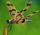 Sample 5 – Dragonfly
