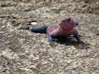 Sample of Agama