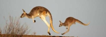 Sample 5 – Kangaroo