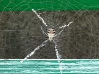 Sample 3 – Garden spider