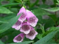 Sample 6 – Foxglove