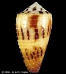 Sample 6 – Conch