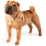 Sample 1 – Shar pei