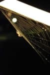 Sample 2 – Spider web