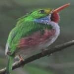 Sample 5 – Cuban tody