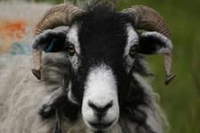Sample 1 – Ram
