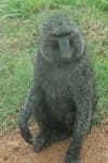 Sample 2 – Baboon