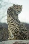 Sample 3 – Cheetah