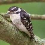 Sample 5 – Downy woodpecker