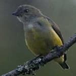 Sample 2 – Yellow bellied flowerpecker