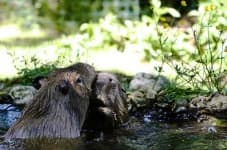 Sample 3 – Beaver