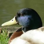 Sample 1 – Duck
