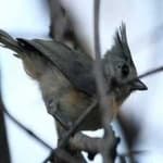 Sample of Tit mouse