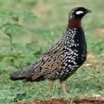Sample 3 – Black francolin