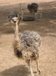 Sample 4 – Ostrich
