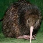 Sample 24 – Bird kiwi