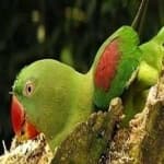 Sample 2 – Alexandrine parakeet