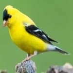 Sample 6 – American goldfinch