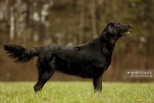 Sample of Flat coated retriever