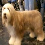 Sample 5 – Bearded collie