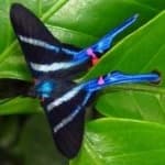 Sample 5 – Metalmark