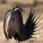 Sample 1 – Greator sage grouse