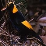 Sample 1 – Regent bowerbird
