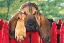 Sample 6 – Bloodhound