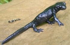 Sample of European fire salamander
